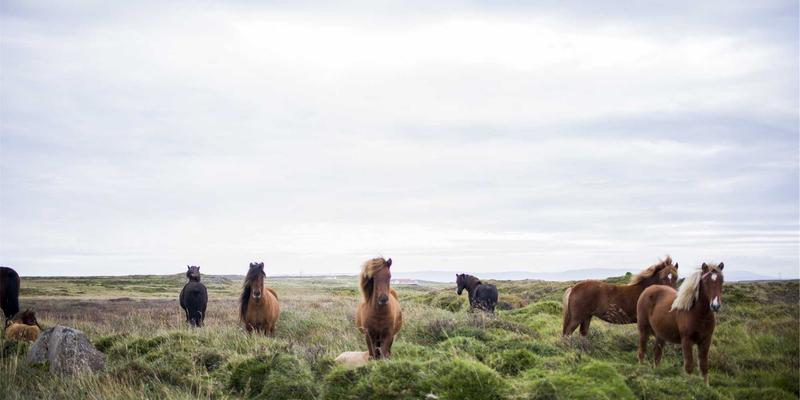网络技术31：前沿趋势、核心资源与实战编程指南