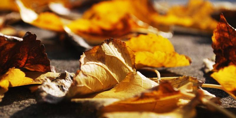 网络技术32：当波西米亚风格灵感邂逅技术学习资料新范式