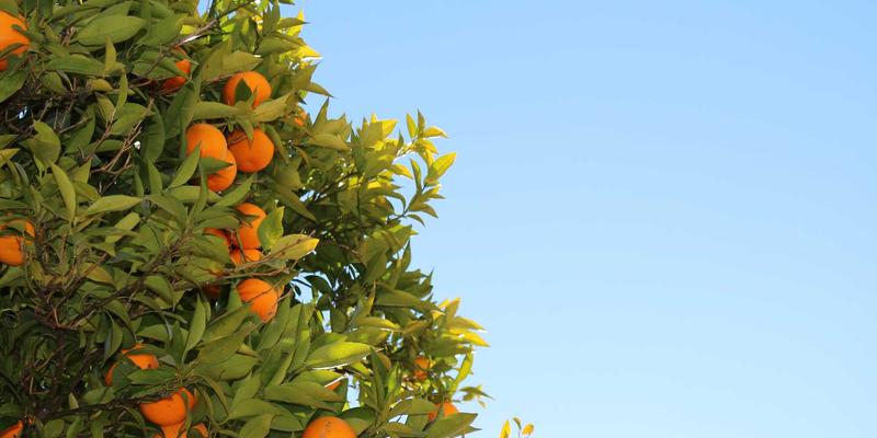 网络技术69：当波西米亚自由精神遇见高效开发工具的技术分享